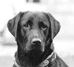 Blackie