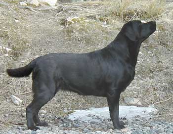 sassi