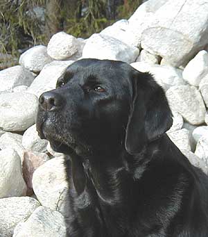 sassi