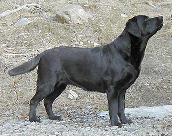 sassi